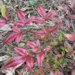 Nandina domestica at Fadden, ACT - 13 Aug 2023 08:58 AM