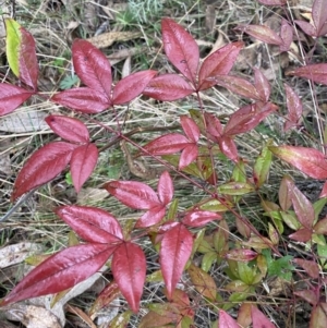 Nandina domestica at Fadden, ACT - 13 Aug 2023 08:58 AM