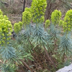 Euphorbia characias (Mediterranean Spurge) at Wanniassa Hill - 12 Aug 2023 by NedJohnston