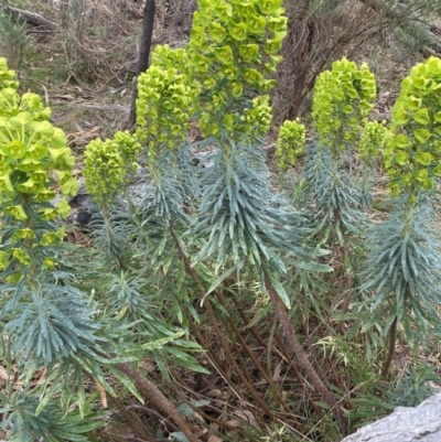 Euphorbia characias (Mediterranean Spurge) at Fadden, ACT - 12 Aug 2023 by Ned_Johnston