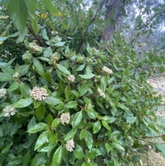 Viburnum tinus (Laurustinus) at Fadden, ACT - 13 Aug 2023 by NedJohnston