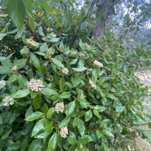 Viburnum tinus at Fadden, ACT - 13 Aug 2023 08:56 AM