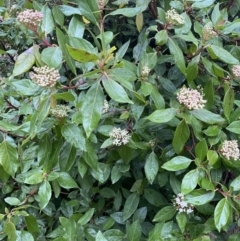 Viburnum tinus at Fadden, ACT - 13 Aug 2023 08:56 AM