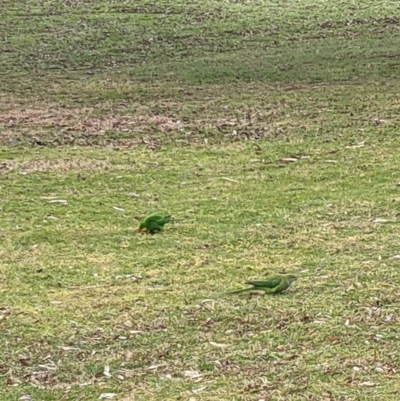 Polytelis swainsonii (Superb Parrot) at Parkes, ACT - 18 Aug 2023 by WalterEgo