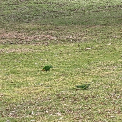 Polytelis swainsonii (Superb Parrot) at Lake Burley Griffin Central/East - 18 Aug 2023 by WalterEgo