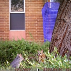 Trichosurus vulpecula (Common Brushtail Possum) at O'Connor, ACT - 8 Aug 2023 by ciarawilson