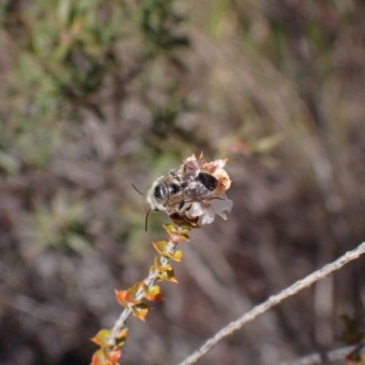 Leioproctus sp. (genus) (Plaster bee) at Hazelbrook, NSW - 12 Aug 2023 by SapphFire