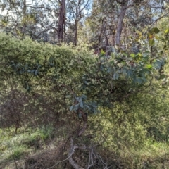 Clematis leptophylla (Small-leaf Clematis, Old Man's Beard) at Belconnen, ACT - 17 Aug 2023 by CattleDog