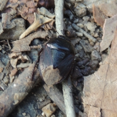 Cydnidae (family) (Burrower bug) at Kambah Pool - 25 Feb 2023 by michaelb