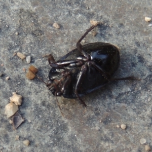 Cydnidae (family) at Tuggeranong, ACT - 25 Feb 2023 05:21 PM