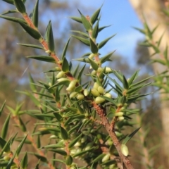 Melichrus urceolatus (Urn Heath) at Tuggeranong, ACT - 25 Feb 2023 by MichaelBedingfield