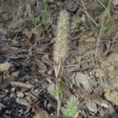 Trifolium angustifolium (Narrowleaf Clover) at Tuggeranong, ACT - 25 Feb 2023 by michaelb