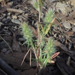 Trifolium angustifolium at Tuggeranong, ACT - 25 Feb 2023 05:28 PM