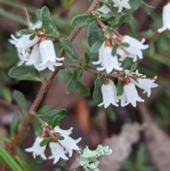 Cryptandra amara (Bitter Cryptandra) at Lake Ginninderra - 17 Aug 2023 by CattleDog