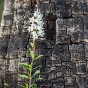 Cryptandra amara at Belconnen, ACT - 18 Aug 2023