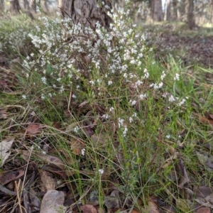 Cryptandra amara at Belconnen, ACT - 18 Aug 2023