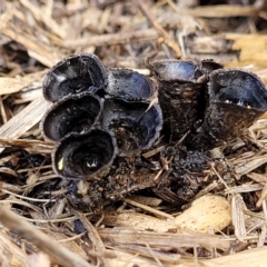 Cyathus stercoreus (Bird's nest fungus) at Lyneham, ACT - 17 Aug 2023 by trevorpreston