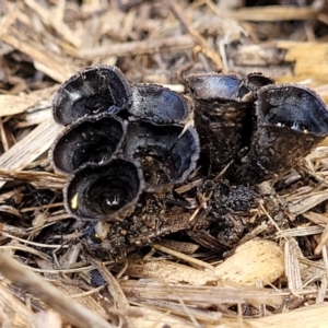 Cyathus stercoreus at Lyneham, ACT - 17 Aug 2023