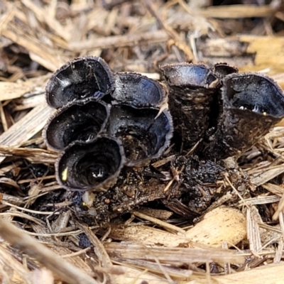 Cyathus stercoreus (Bird's nest fungus) at Lyneham, ACT - 17 Aug 2023 by trevorpreston