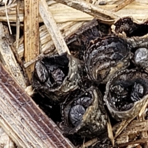 Cyathus stercoreus at Lyneham, ACT - 17 Aug 2023