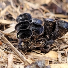 Cyathus stercoreus at Lyneham, ACT - 17 Aug 2023