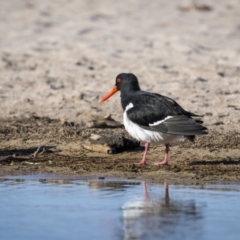 Haematopus longirostris (Australian Pied Oystercatcher) at Green Cape, NSW - 3 Aug 2023 by trevsci