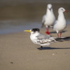 Thalasseus bergii (Crested Tern) at Green Cape, NSW - 3 Aug 2023 by trevsci