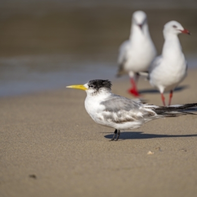 Thalasseus bergii (Crested Tern) at Green Cape, NSW - 3 Aug 2023 by trevsci