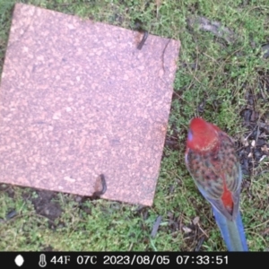 Platycercus elegans at Acton, ACT - 5 Aug 2023