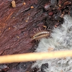 Isopoda (order) (Unidentified isopod or slater) at Banksia Street Wetland Corridor - 18 Aug 2023 by trevorpreston