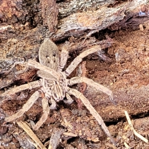 Mituliodon tarantulinus at O'Connor, ACT - 18 Aug 2023 11:53 AM