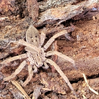 Mituliodon tarantulinus (Prowling Spider) at Banksia Street Wetland Corridor - 18 Aug 2023 by trevorpreston