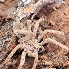 Mituliodon tarantulinus at O'Connor, ACT - 18 Aug 2023