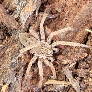 Mituliodon tarantulinus at O'Connor, ACT - 18 Aug 2023 11:53 AM