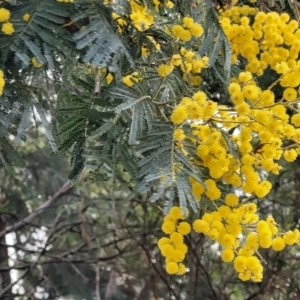 Acacia dealbata at O'Connor, ACT - 18 Aug 2023 11:51 AM