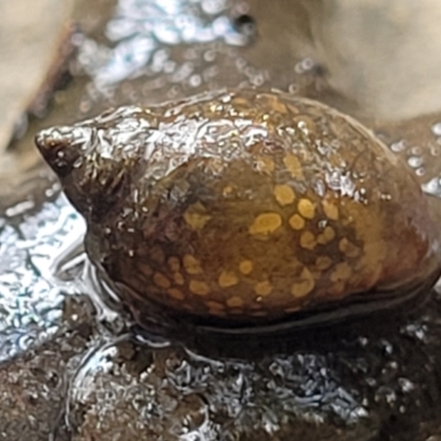 Physa acuta (European physa, Left-handed pondsnail) at O'Connor, ACT - 18 Aug 2023 by trevorpreston