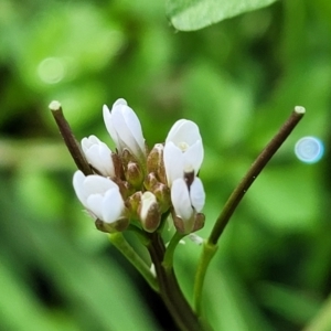 Cardamine hirsuta at O'Connor, ACT - 18 Aug 2023 11:44 AM