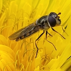 Melangyna viridiceps (Hover fly) at Banksia Street Wetland Corridor - 18 Aug 2023 by trevorpreston