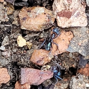 Iridomyrmex sp. (genus) at O'Connor, ACT - 18 Aug 2023