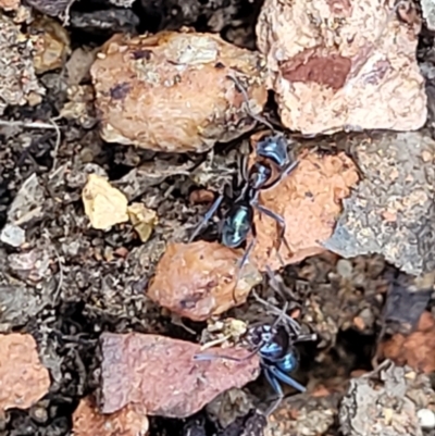 Iridomyrmex sp. (genus) (Ant) at Banksia Street Wetland Corridor - 18 Aug 2023 by trevorpreston