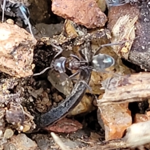 Iridomyrmex sp. (genus) at O'Connor, ACT - 18 Aug 2023 11:39 AM