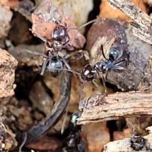 Iridomyrmex sp. (genus) at O'Connor, ACT - 18 Aug 2023