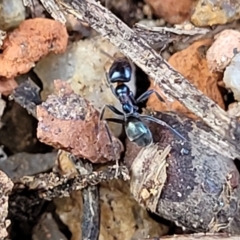 Iridomyrmex sp. (genus) at O'Connor, ACT - 18 Aug 2023