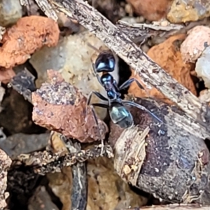 Iridomyrmex sp. (genus) at O'Connor, ACT - 18 Aug 2023