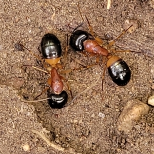 Camponotus consobrinus at O'Connor, ACT - 18 Aug 2023 11:38 AM