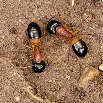 Camponotus consobrinus (Banded sugar ant) at Banksia Street Wetland Corridor - 18 Aug 2023 by trevorpreston