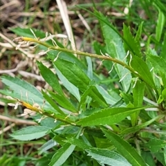 Lepidium africanum at O'Connor, ACT - 18 Aug 2023