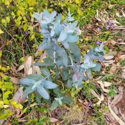 Eucalyptus globulus subsp. bicostata (Southern Blue Gum, Eurabbie) at Banksia Street Wetland Corridor - 18 Aug 2023 by trevorpreston