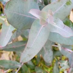 Eucalyptus globulus subsp. bicostata at O'Connor, ACT - 18 Aug 2023 11:37 AM