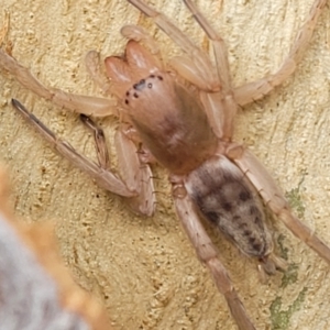 Clubiona sp. (genus) at O'Connor, ACT - 18 Aug 2023 11:35 AM